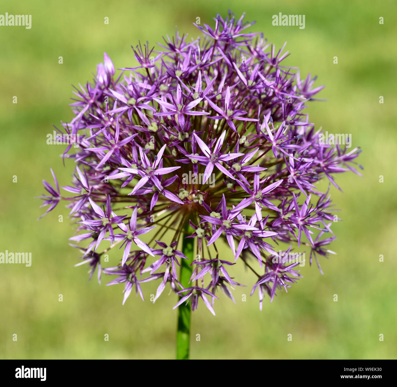 Sternkugel-Lauch, Allium cristophii ist eine wunderschoene Zierpflanze im Garten und hat lila Blueten. Star-ball porro, Allium cristophii è un molto bello Foto Stock