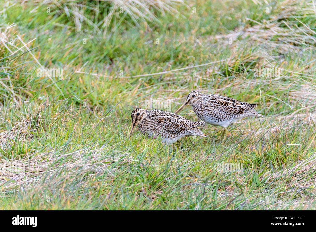 Coppia di Snipes Magellanici, Gallinago magellanica, Isola dei leoni marini, nelle Isole Falkland, territorio d'oltremare britannico Foto Stock