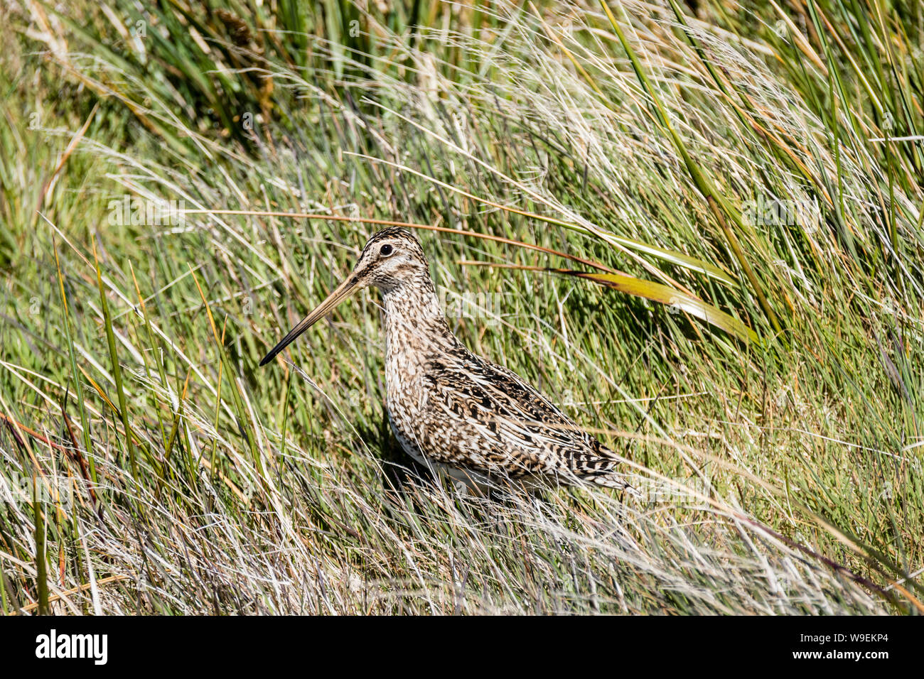 Magellanic Beccaccino, Gallinago magellanica, Sea Lion Island, nelle Isole Falkland, British Overseas Territorio Foto Stock