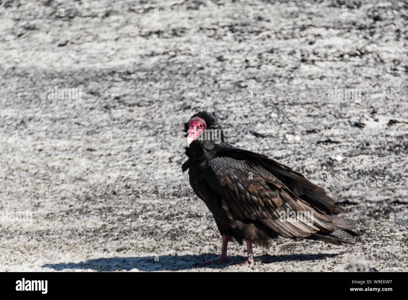 La Turchia avvoltoio, Cathares aura, sul terreno, Saunders Island, nelle Isole Falkland Foto Stock
