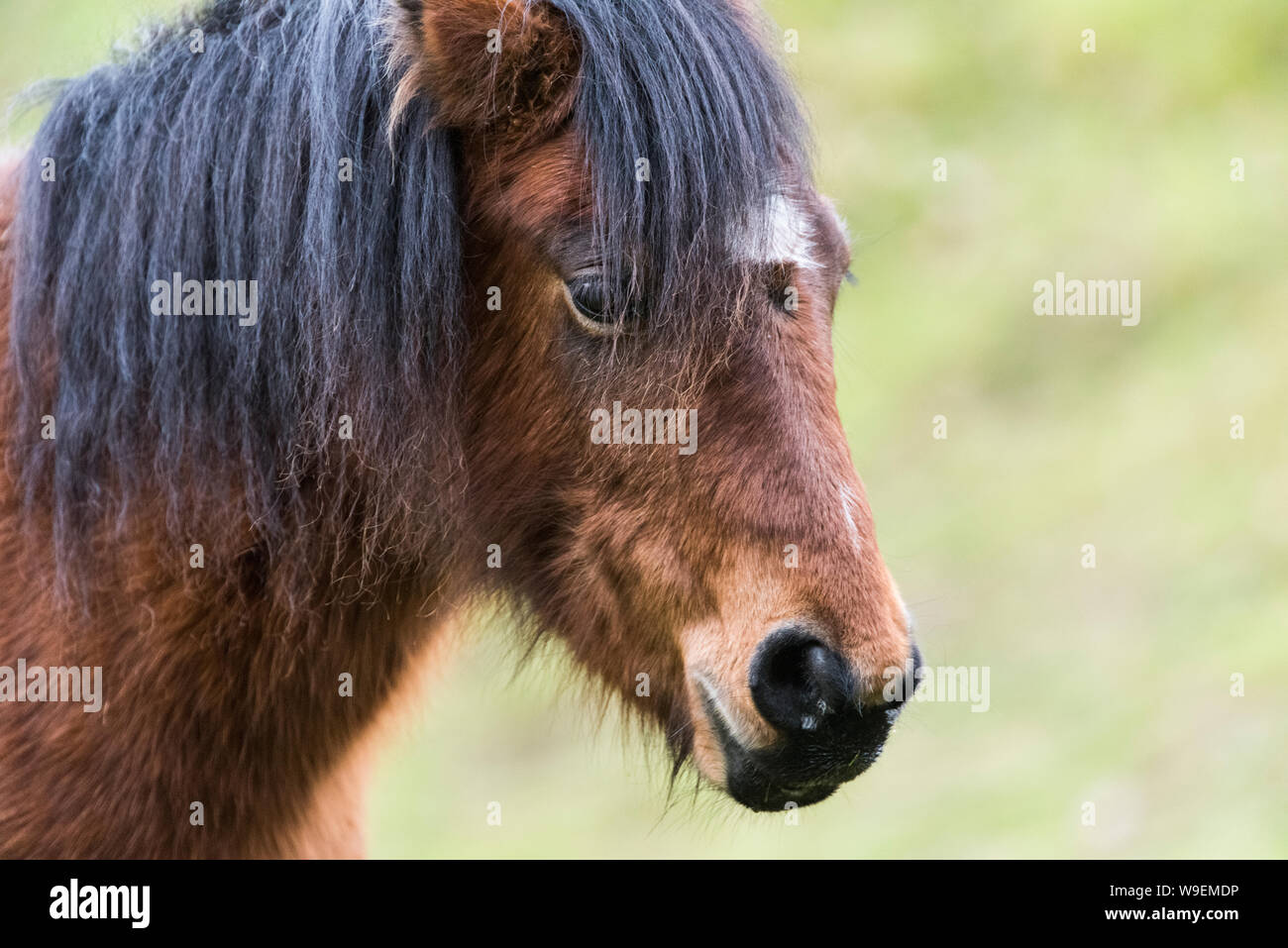 Dartmoor pony, close up colpo alla testa. Foto Stock