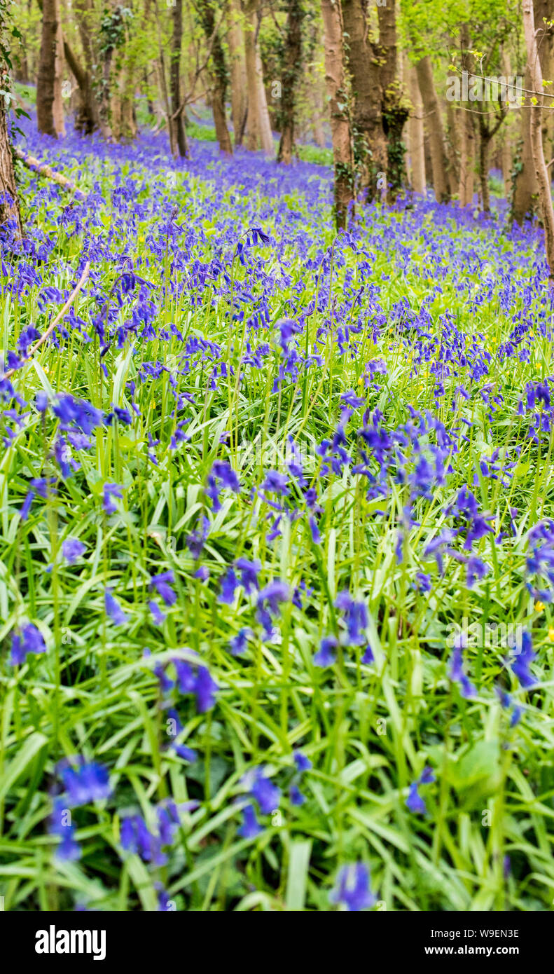 Bella moquette di belle campane blu in un bosco inglese Foto Stock