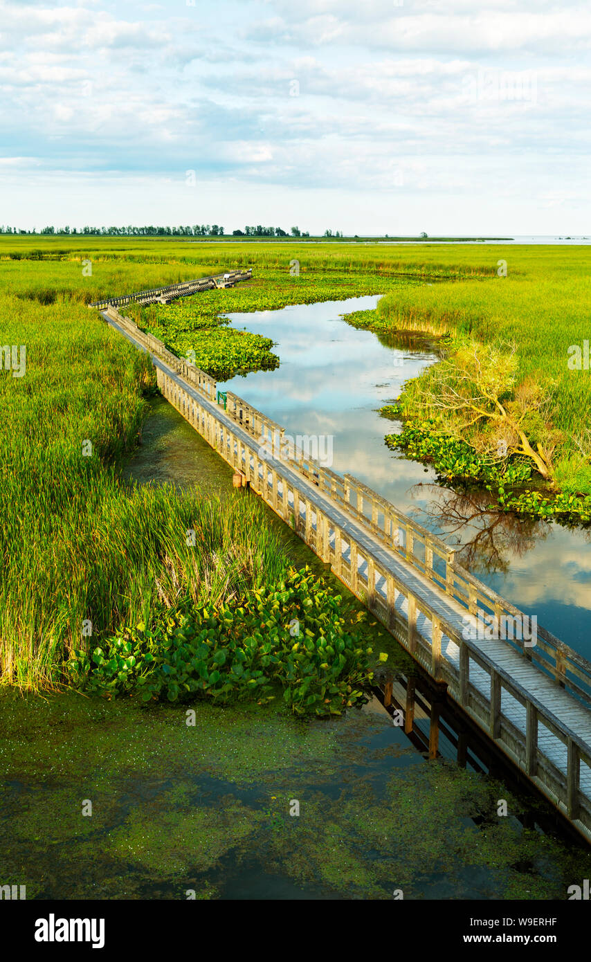 Il Boardwalk in zone umide Nature Preserve, punto Pelée National Park, Ontario, Canada Foto Stock