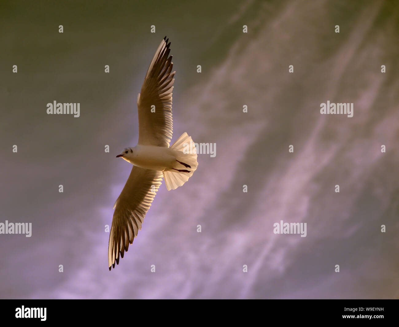 Gull (Larus ) in volo visto da sotto il cielo nuvoloso di sfondo, presa contro la luce Foto Stock