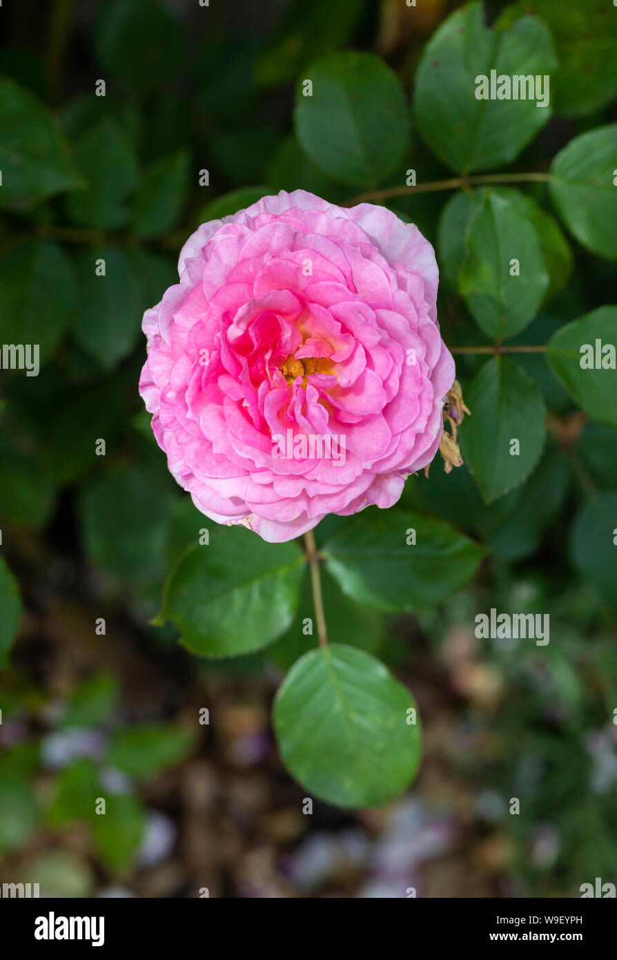 Primo piano di una rosa David Austin rosa chiamato Rosa James Galway fiorito in un giardino inglese, Regno Unito Foto Stock