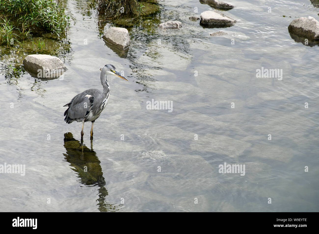 Airone cenerino in acqua di fiume con riflessione ombra Foto Stock