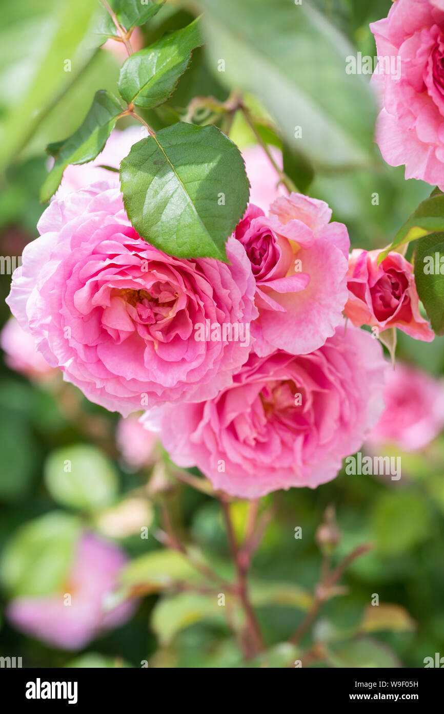 Primo piano di una rosa David Austin rosa chiamato Rosa James Galway fiorito in un giardino inglese, Regno Unito Foto Stock