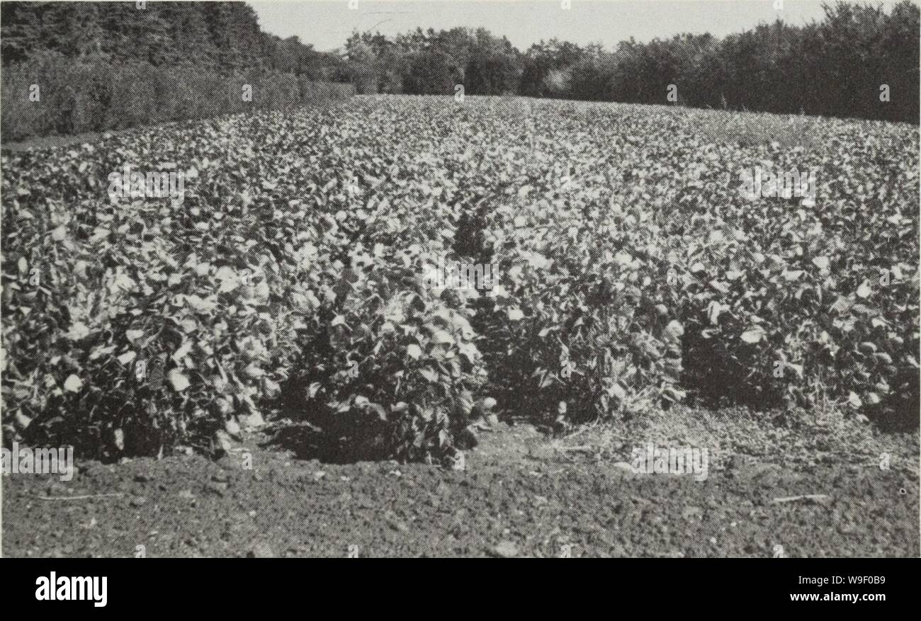 Immagine di archivio da pagina 6 delle culture de sostituzione pour les. Culture de sostituzione pour les Prairies culturesderempla00kieh Anno: 1992 ( Lutte contre les mauvaises herbes II n'existe aucun produit chimique homologuÃpour le dÃsherbage. Les seules mÃthodes recommandÃes sont de semer sur onu champ esenti de mauvaises herbes ou de recourir aux mÃthodes de lutte mÃcanique. Maladies Plusieurs maladies virales, bactÃriennes et fongiques peuvent affecter gravement la produzione du fagioli bianchi azuki. Insectes jusqu'à maintenant, seuls les mÃloÃs ont causÃdes dommages aux culture en croissance. RÃcol Foto Stock