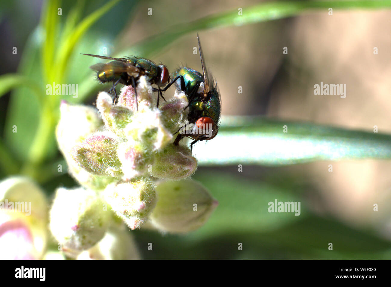 2 vola su boccioli di fiori Foto Stock