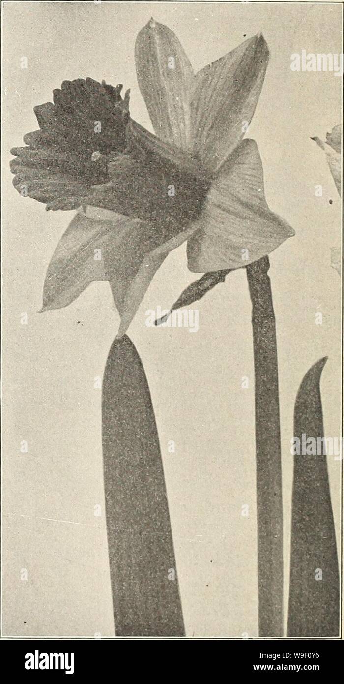 Immagine di archivio da pagina 7 di Currie di bulbi e piante . Currie di bulbi e piante : autunno 1914 curriesbulbsplan19curr 7 Anno: 1914 ( NARCISSUS BICOLOR VICTORIA. Narciso narcisi.   Nessuna classe di lampadine è più soddisfacente e nessuno così facilmente presi cura di come il Daf- fodils. Theyappear appena dopo la neve e il ghiaccio di inverno e di animare i nostri giardini e prati. Nulla può eccellere la bellezza e la castità dei loro fiori, e hanno il vantaggio di essere buono per un numero illimitato di stagioni, se piantati in qualche posto dove può essere consentito di maturare la loro fogliame. Essi sono perfettamente ha Foto Stock