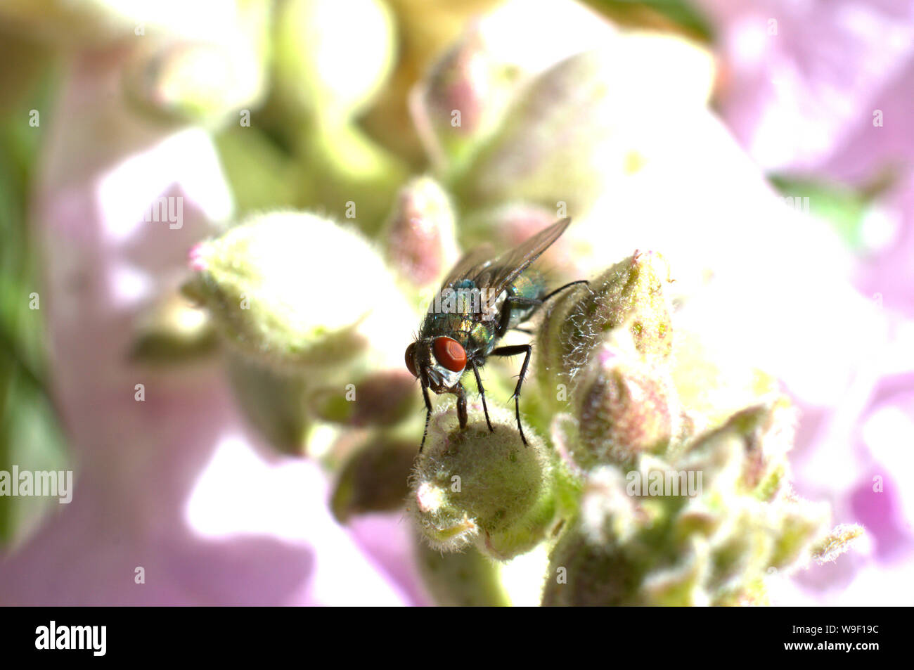 Volare su boccioli di fiori Foto Stock