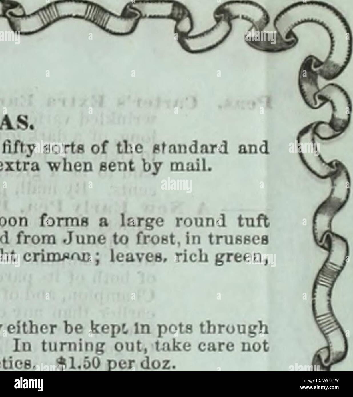 Immagine di archivio da pagina 11 del Curtis, Cobb & Washburn sia dilettante. Curtis, Cobb & Washburn del coltivatore amatoriale guida il fiore e cucina giardino per 1878 curtiscobbwashbu1878curt Anno: 1878 ( superba DAIILIAS DOPPIA. A que stock di questa popolare fiore, abbracciando uno e cento cinquanta tipi di standard e varietà LlUputian. $2,00, $3.00 per doz.; 60 centesimi per ogni decina di extra quando inviate tramite posta elettronica. OXALIS LASIANDRA. Una specie di fine estate per la fioritura. It (jrows rapidamente, e presto forma un gran ciuffo rotondo da nove pollici a due piedi di diametro. Fiori liberamente prodotta da giugno al gelo, Foto Stock