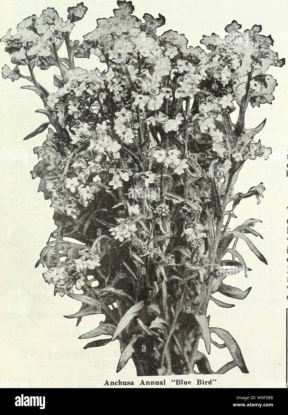 Archivio immagine dalla pagina 12 della Currie del giardino della molla annuale,. Currie del giardino : annuale di primavera, 1935 sessantesimo anno curriesgardenann19curr 1 Anno: 1935 ( ARGEMONE GRANDIFLORA (il fico d'India papavero)-2 ft. Essi hanno la ramificazione, fico d'india con steli glaucous foglie con margini spinoso. La grande Poppylike, flusso bianco- ers del silken texture con una massa di golden antere in centri li rende inoltre attraente. Pkt. 10c ANCHUSA annuale (uccello blu) un nuovo Anchusa annuale, che cresce di circa 18 centimetri di altezza; è di portamento compatto e porta la sua ricca indigo fiori nella parte superiore dell'impianto. Pkt. 15c per perenni Foto Stock
