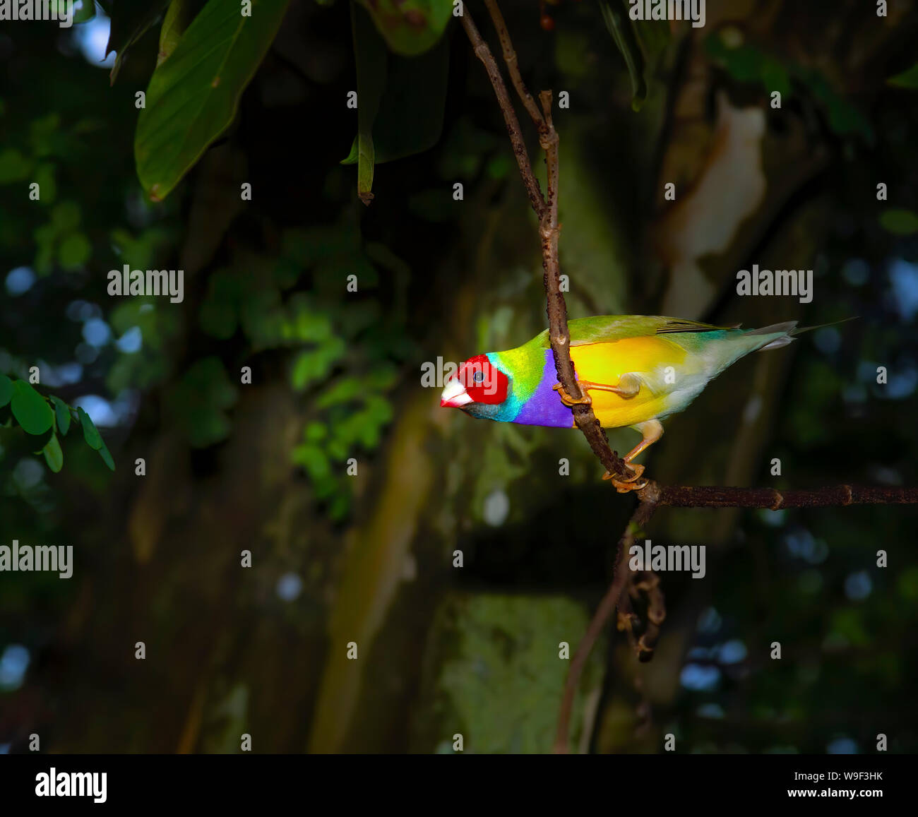 Un Gouldian Finch posatoi su un ramoscello in una giungla come l'ambiente. Foto Stock