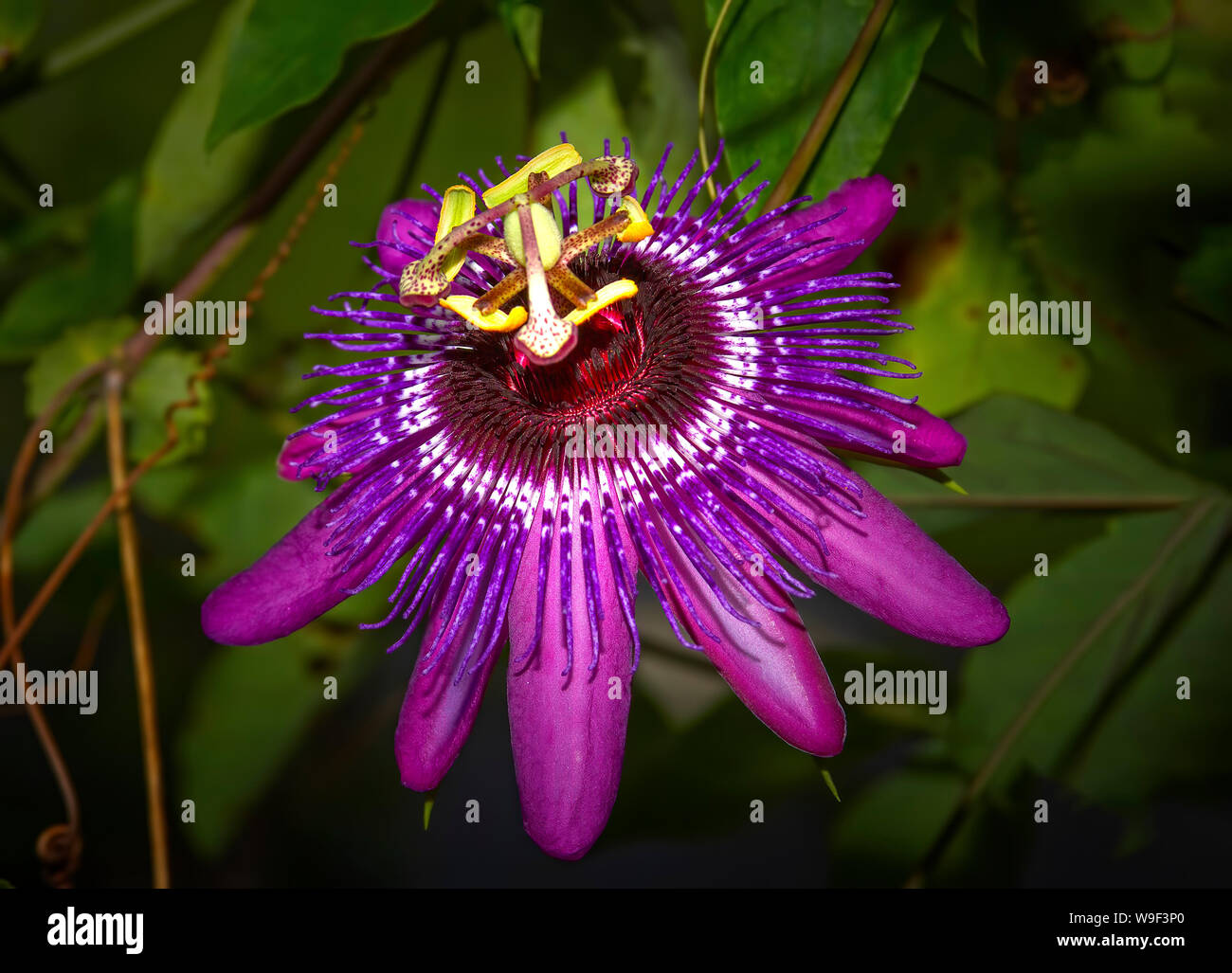Una fioritura di passiflora con vivaci e bellissimi colori in un giardino tropicale in Florida. Foto Stock