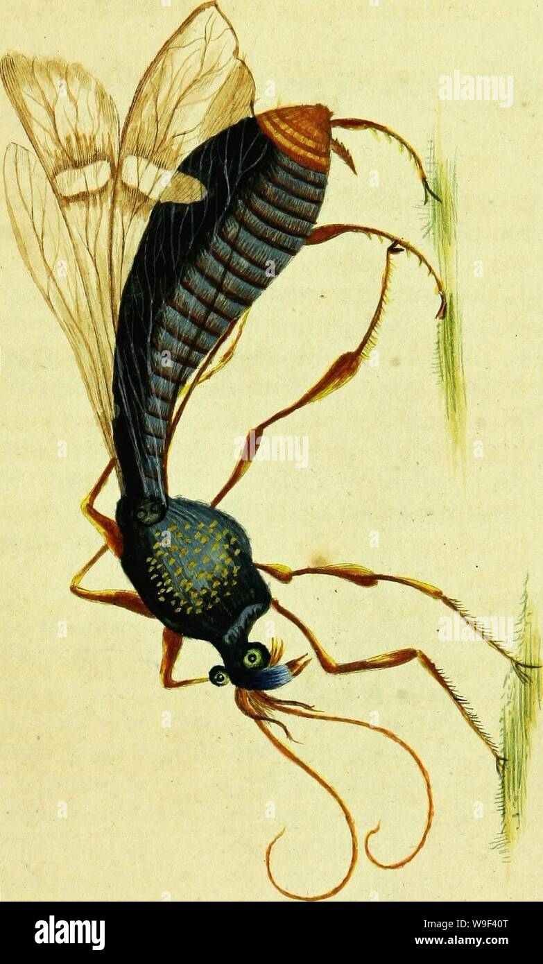 Immagine di archivio da pagina 14 di un decennio di strani insetti. Un decennio di insetti curiosi: alcuni di loro non describ'd prima: shewn nella loro dimensione naturale; e come essi appaiono ingrandim'd prima che il microscopio lucernale; in cui l'apparato solare è illuminato artificialmente. Con la loro storia, personaggi, i modi e i luoghi di residenza; su dieci lamiere quarto, e le loro spiegazioni .. CUbiodiversity1120132 Anno: 1773 ( 1 S: Foto Stock