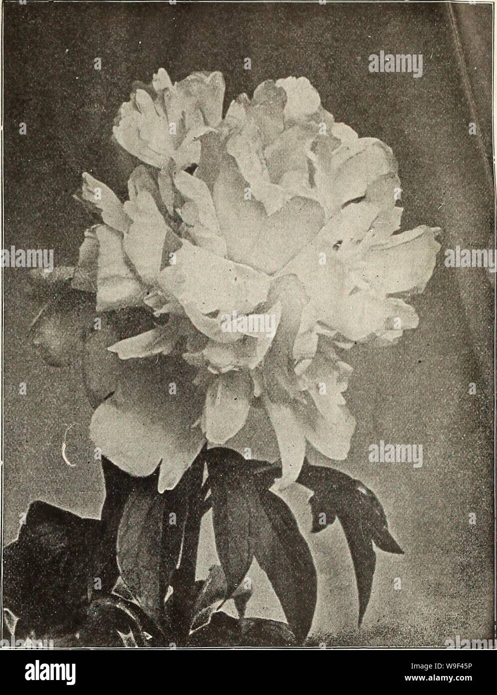 Archivio immagine dalla pagina 14 della Currie di bulbi e piante . Currie di bulbi e piante : autunno 1912 curriesbulbsplan19curr 5 Anno: 1912 ( CURRIE BROS. CO.. Catalogo autunno, 1912 13 PAEONIES scelta varietà erbacee. Paeonies hanno continuato ad aumentare in pop- ular favorire con ogni anno successivo come pre- eminenti fra: la nostra hardy piante perenni. In risposta alla crescente domanda, cultiva- tori di questa bella pianta sono entusiasta- alleato impegnate nell'introduzione e la propagazione di nuove varietà, mirando a più per- fect fiori di più delicate tinte e più profonda e più ricco di sfumature. T Foto Stock