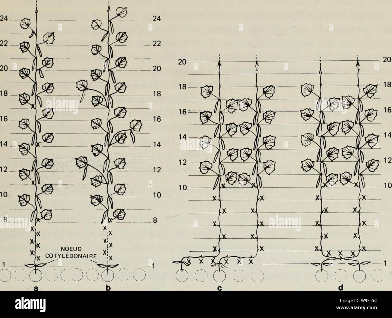 Archivio immagine dalla pagina 16 della cultura hors sol de concombres. Cultura hors sol de concombres de serre sans graines et successioni des Cultures culturehorssolde00adam Anno: 1981 ( 12 10 8 NOEUD COTYLÃDONAIRE y n XDOÃ' b fig.7 MÃthodes de taille et de conduite dans le systÃ¨me de successioni de culture de concombres. Le simboli X dÃsigne l'endroit oÃ¹ Les feuilles ont ÃtÃexcisÃes. voulu (fig. la, nÅuds 11, 14 et 17) contribue à attÃnuer le stress au dÃbut de la saison de cueillette et stimule la produzione ultÃrieure de frutti. Une autre mÃthode consiste Ã enlever les fruits noeuds aux 11, 14 Foto Stock