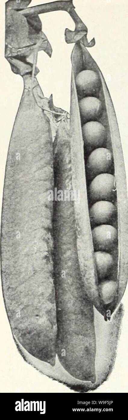 Archivio immagine dalla pagina 17 della Currie il sessantacinquesimo anno annuale del giardino. Currie il sessantacinquesimo anno giardino curry annuale65thyearg19curr Anno: 1940 ( Onward telefono-favourite in ritardo il segnale di PEA. Baccelli di grandi dimensioni, contenenti 7 o 8 molto grandi piselli rugosi di una ricca e sapore zuccherino. Altezza, 4 piedi, li rb., 20c; lb., 35c; 2 libbre, 65c; 5 libbre, $1.30; 10 libbre, S2.10; Pkt., 10c. Stratagemma migliorata - cialde grandi e ben riempito con riccamente aromatizzati, extra large, piselli rugosi. Altezza 21/2 piedi. V2 lb., 20e; lb., 35c; 2 libbre, 65e; 5 libbre, SI.30; 10 libbre, 52,10; Pkt., lOe. In poi-nuovo mid-seoson va- riety, proveniente in soli davanti a Tele Foto Stock