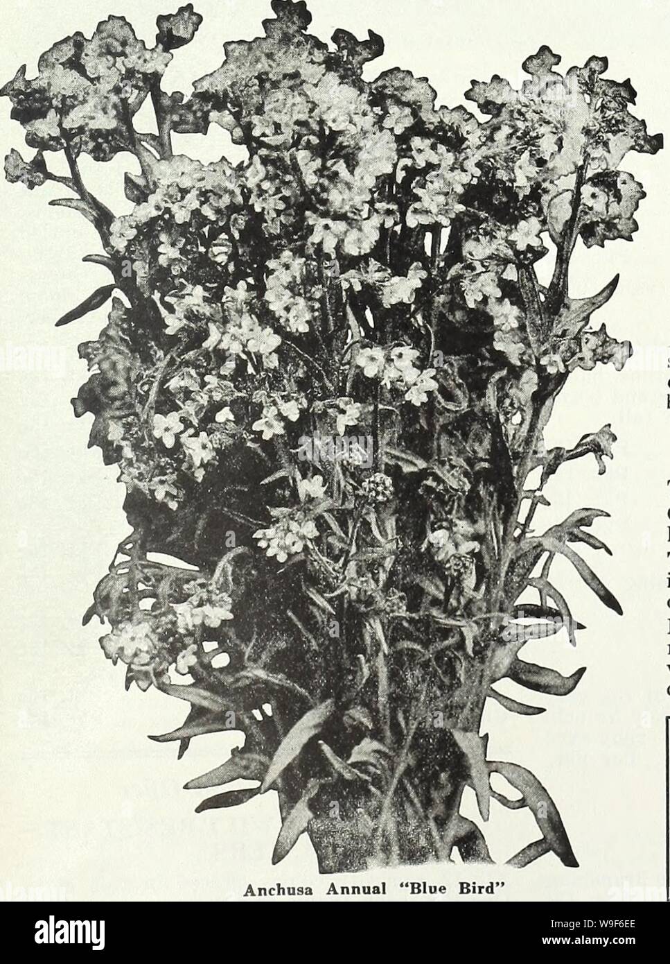 Archivio immagine dalla pagina 18 della Currie del giardino della molla annuale. Currie del giardino : annuale Primavera 1936 61st anno curriesgardenann19curr 2 Anno: 1936 ( ASPARAGUS PLUMOSUS NANUS (il fogliame di Asparagus)-piante leggiadre, facilmente coltivate nella casa di abitazione. Pkt. (15 semi) 10c SPRENGERI (smeraldo giù)-Un grazioso stabilimento per pot cultura con fronde cascante. 100 semi, 25c. Pkt. 10c ARGEMONE GRANDIFLORA (il fico d'India papavero)-2 ft. Essi hanno la ramificazione, fico d'india con steli glaucous foglie con margini spinoso. La grande Poppylike, flusso bianco- ers del silken texture con una massa di golden antere in centri rende Foto Stock