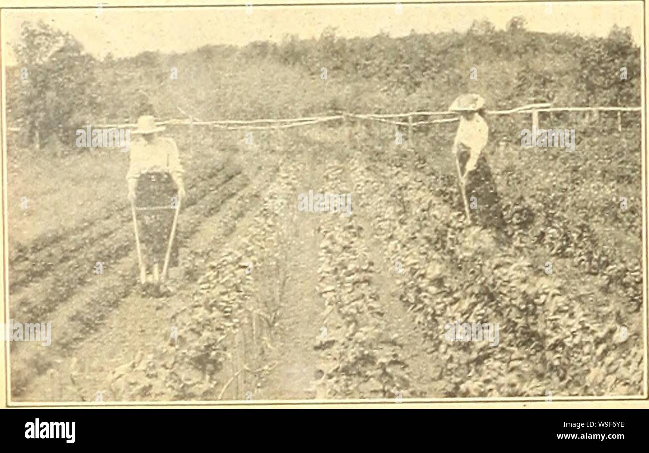 Archivio immagine dalla pagina 19 della Currie's farm e giardino annuale. Currie's farm e giardino : annuale Primavera 1923 48th anno curriesfarmgarde19curr 6 Anno: 1923 ( cavolfiore cultura-le sementi per la semina precoce dovrebbe essere seminate in febbraio o marzo in un hot-letto, trans- piantando- piante quando larg'e sufficiente in un'altra o il telaio saine e g'indurimento radually l&GT;n off, preparatorie alla semina tliem fuori come presto come il terreno è in una condizione adatta. .Per impianto tardo- ing il seme dovrebbe essere seminata in maggio in un freddo fraine o terreno aperto nel terreno che viene polverizzato bene. Qualsiasi buon giardino terreno reso Foto Stock