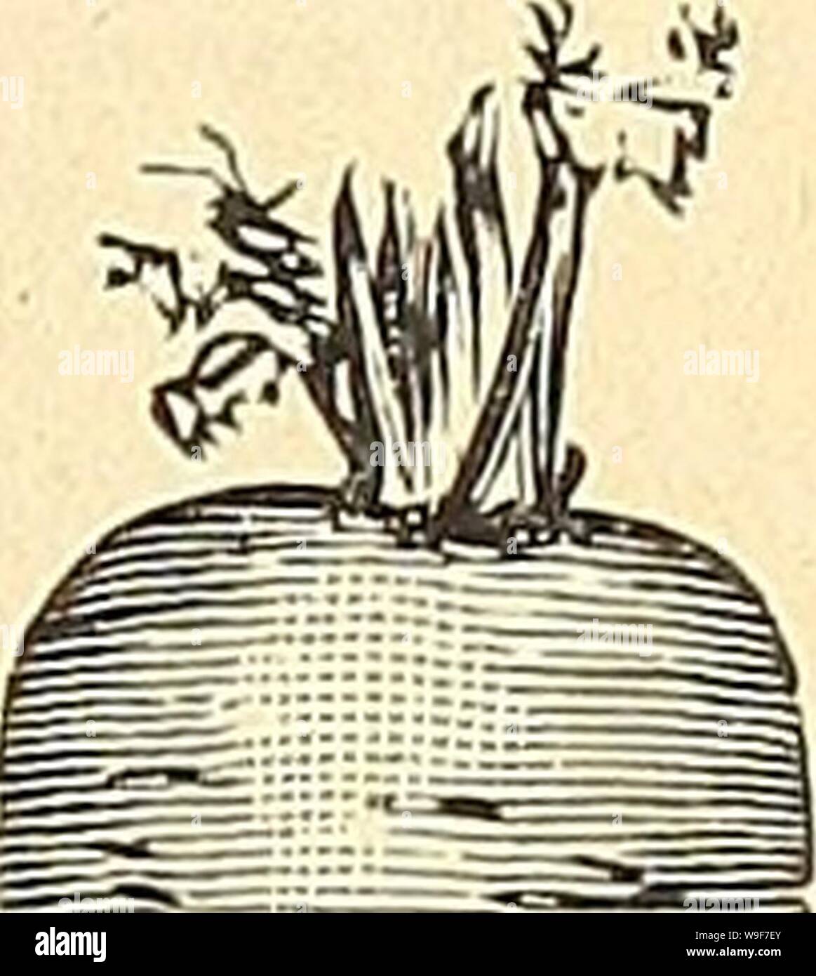 Archivio immagine dalla pagina 20 della Currie's farm e giardino annuale. Currie's farm e giardino : annuale Primavera 1919 44th anno curriesfarmgarde19curr 2 Anno: 1919 ( inizio francese di forzare un prezioso forzando la varietà, con brevi e tozze radici. Pkt. 10c; oz. 30c; 14 lb. 75c; 1 lb. $2.50. Inizio Scarlet Horn-ampiamente coltivato per l'uso precoce; uno dei migliori. Half-Long rosso (moncone-radicata)-come implica il nome, questo è un intermedio di carota in lunghezza, tra breve e lungo le varietà. È di medie all'inizio. Half-Long Scarlet Carentan-un buon inizio fascicolazione; Colour, Deep orange, quasi senza anima. Large White Belgio-TH Foto Stock