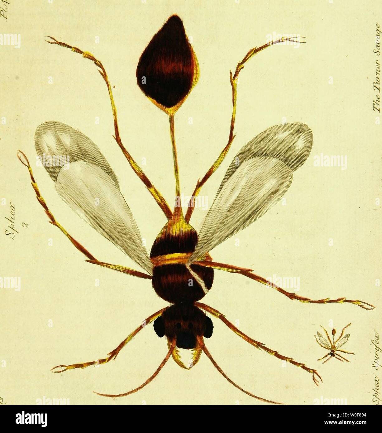 Immagine di archivio da pagina 22 di un decennio di strani insetti. Un decennio di insetti curiosi: alcuni di loro non describ'd prima: shewn nella loro dimensione naturale; e come essi appaiono ingrandim'd prima che il microscopio lucernale; in cui l'apparato solare è illuminato artificialmente. Con la loro storia, personaggi, i modi e i luoghi di residenza; su dieci lamiere quarto, e le loro spiegazioni .. CUbiodiversity1120132 Anno: 1773 ( di Foto Stock