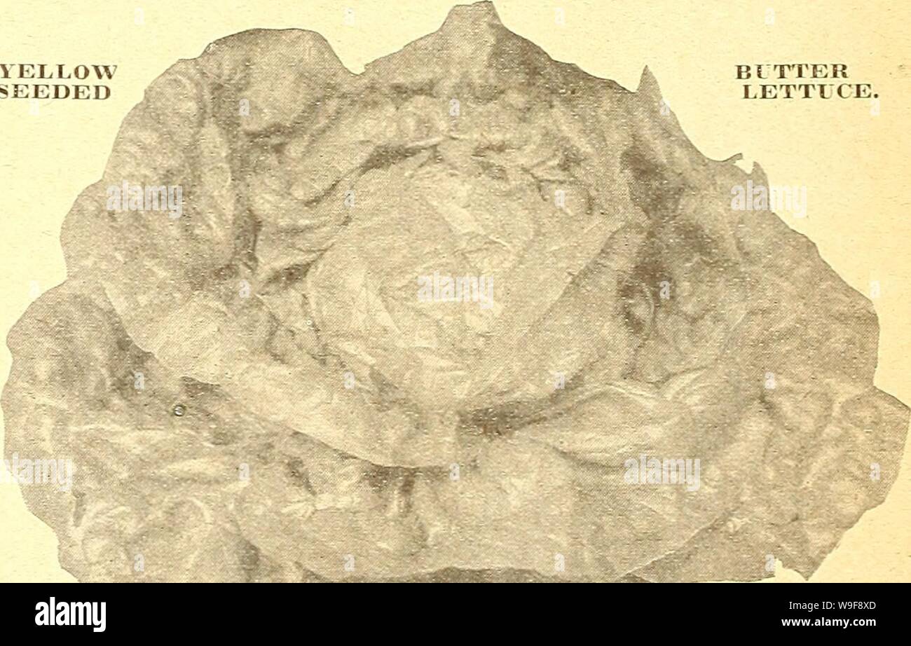 Archivio immagine dalla pagina 23 della Currie's farm e giardino annuale. Currie's farm e giardino : annuale Primavera 1924 49th anno curriesfarmgarde19curr 7 Anno: 1924 ( 'y Cos o Romaine , lattuga. X COS O ROMAIXE lattuga. TRIAXOX COS, VERO StockâForms francese close up- diritto teste, nitido e gara. Pkt. 5c; oz. 15c; Vi lb. 40c; 1 lb. $1.40. Gigante CosâThe WTiite lunghe foglie narrov produrre zucchero sfuso-focaccia teste, ineguagliabile per sapore, croccante- ness e tenerezza. Pkt. 5c; oz. 15c; lb. 40c; 1 lb. 11.40. Può KIjVGâOne della prima voce varietà, produrre rapidamente dalla molla in modo"wn seme un grande, fir Foto Stock