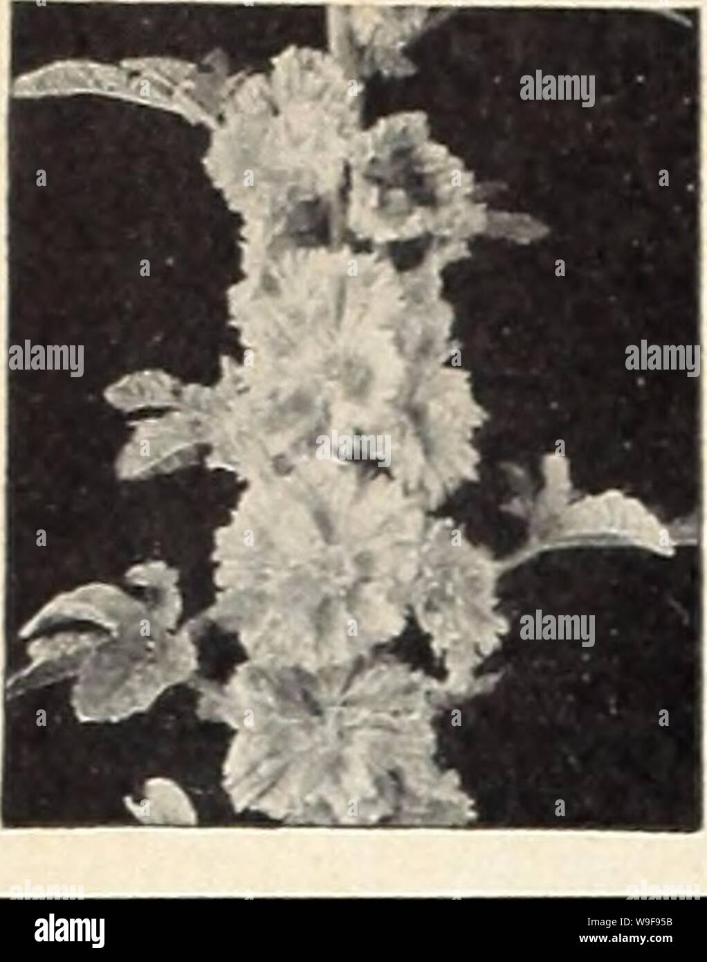 Archivio immagine dalla pagina 23 della Currie's garden annuale (1942). Currie del giardino curriesgardenann annuale19curr 7 Anno: 1942 ( NUOVA HOLLYHOCKS HOLLYHOCK, molla indiano - un nuovo tipo di questo imponente vecchio preferiti gorden fiore che sta attirando molta attenzione. Semi-doppie e doppie frange fiori in sfumature di rosa, bloom su 4 a 5 piedi piante entro 5 mesi dopo avere piantato i semi. 1939 Selezioni All-America Silver Medal Award. Pkt., 25c. TRIUMPH-Un interamente distinti itroin, da 4 a 5 piedi alto, ramo- ing, tutti gli steli costellata di graziosamente sventolato e orlata flow-ers. Pkt., 15e. IMPERATOR-6 piedi Foto Stock