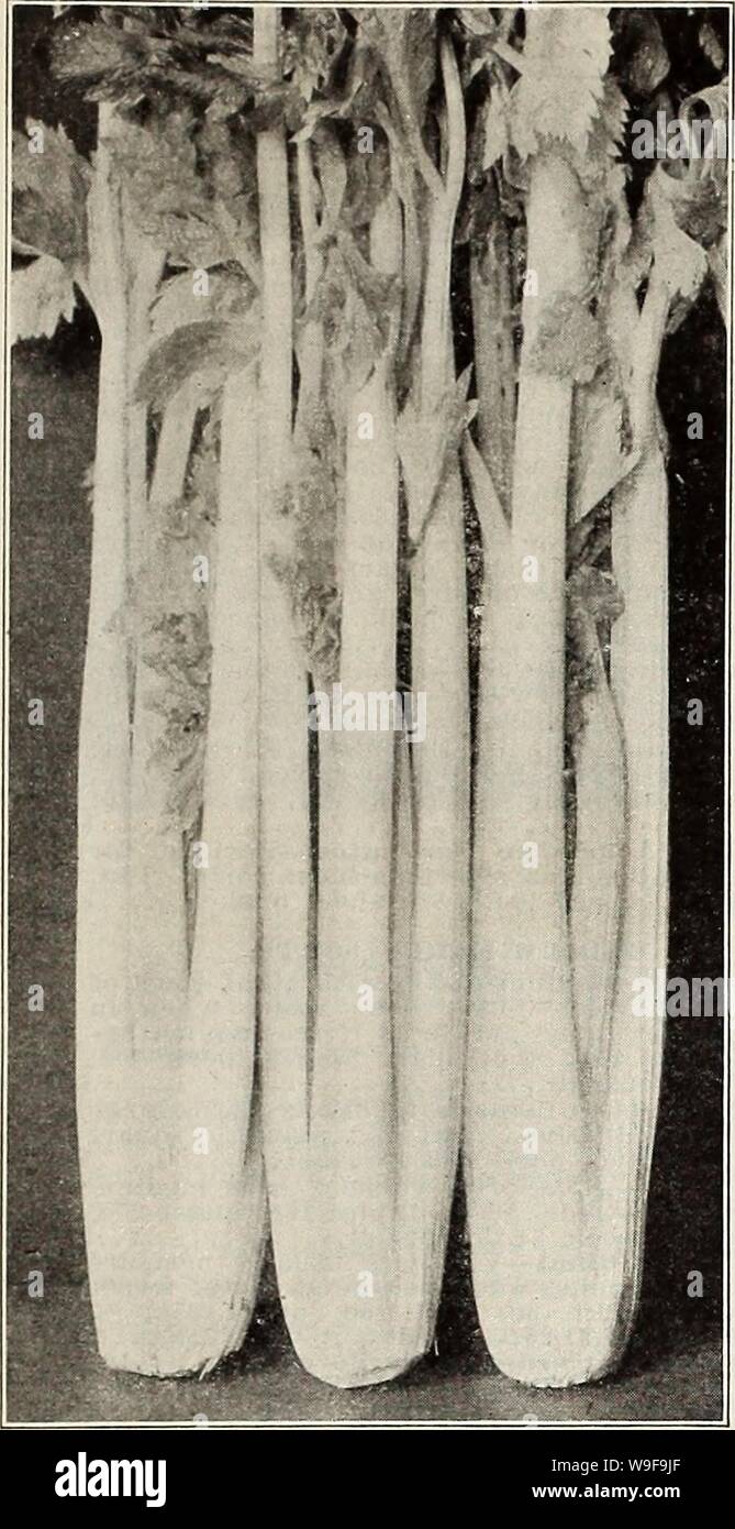 Archivio immagine dalla pagina 24 della Currie's farm e giardino annuale. Currie's farm e giardino : annuale Primavera 1914 curriesfarmgarde19curr 11 Anno: 1914 ( ELENCO OP testato giardino semi FOK 1914. 1!&GT; il sedano. Tedesco, sellerie. Francese, celeri. 1 oz. a 4.000 piante; lb. per l'acre. Forniamo tutti i semi offerti in questa pagina per qualsiasi ufficio postale negli Stati Uniti. Seminare il seme in un freddo-telaio, o nel terreno aperto, agli inizi di aprile e nel mese di giugno e luglio il trapianto. Sulla superficie del terreno, abbondantemente arricchiti e preventivamente coltivati, stendere le linee 3 piedi di distanza, nessun trincee, come è stato precedentemente t Foto Stock