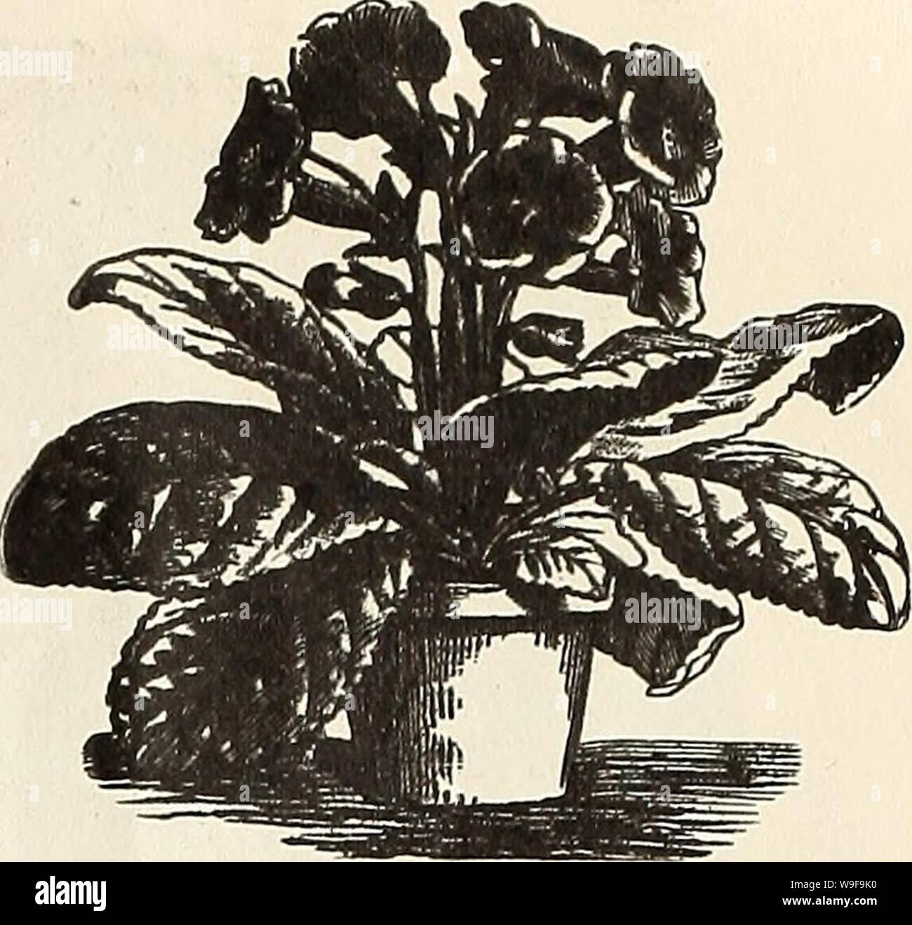 Archivio immagine dalla pagina 24 della Currie generale del catalogo all'ingrosso per l. Currie generale del catalogo all'ingrosso per fioristi, giardinieri di mercato e i camionisti : la primavera 1912 curriesgeneralwh19curr 1 Anno: 1912 ( ciclamino. Cosmo Shasta. Pkt di commercio. Mammoth perfezione-bianco, rosa, oz- di circa cremisi e mixed $.15 500 ' $.10 fioritura precoce-'Dawn' 40 500 ' .10 fioritura precoce-rosa, bianco e misto 50 500 ' .15 COWSLIP-Primula Veris. Colori misti 1.000 semi, .10 ciclamino. Il nostro Ciclamino seme è cresciuto da il migliore premio selezionato varietà, e piante cresciute da seme i nostri sono stati assegnati i primi premi Foto Stock