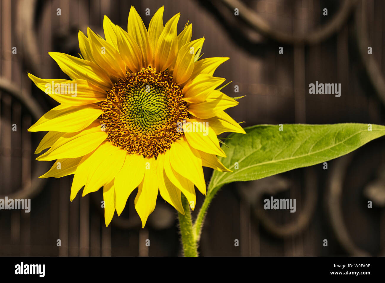 Testa di girasole contro un giardino marrone porta con ornamenti Foto Stock