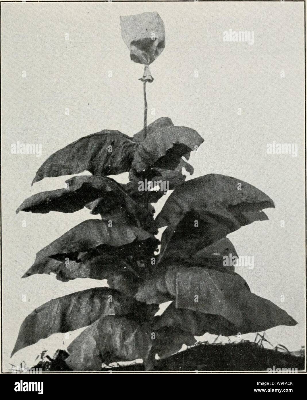 Archivio immagine dalla pagina 26 della coltivazione del tabacco in la. La coltivazione del tabacco nelle isole filippine cultivationoftob00brewrich Anno: 1910 ( 1'latk II. Impianto di yxANn-IIR IJi k salvataggio veggente llNnER P.A( :y tor.Acco. Showinc .Mi ro 1'rf:Crossinc vext;. Foto Stock