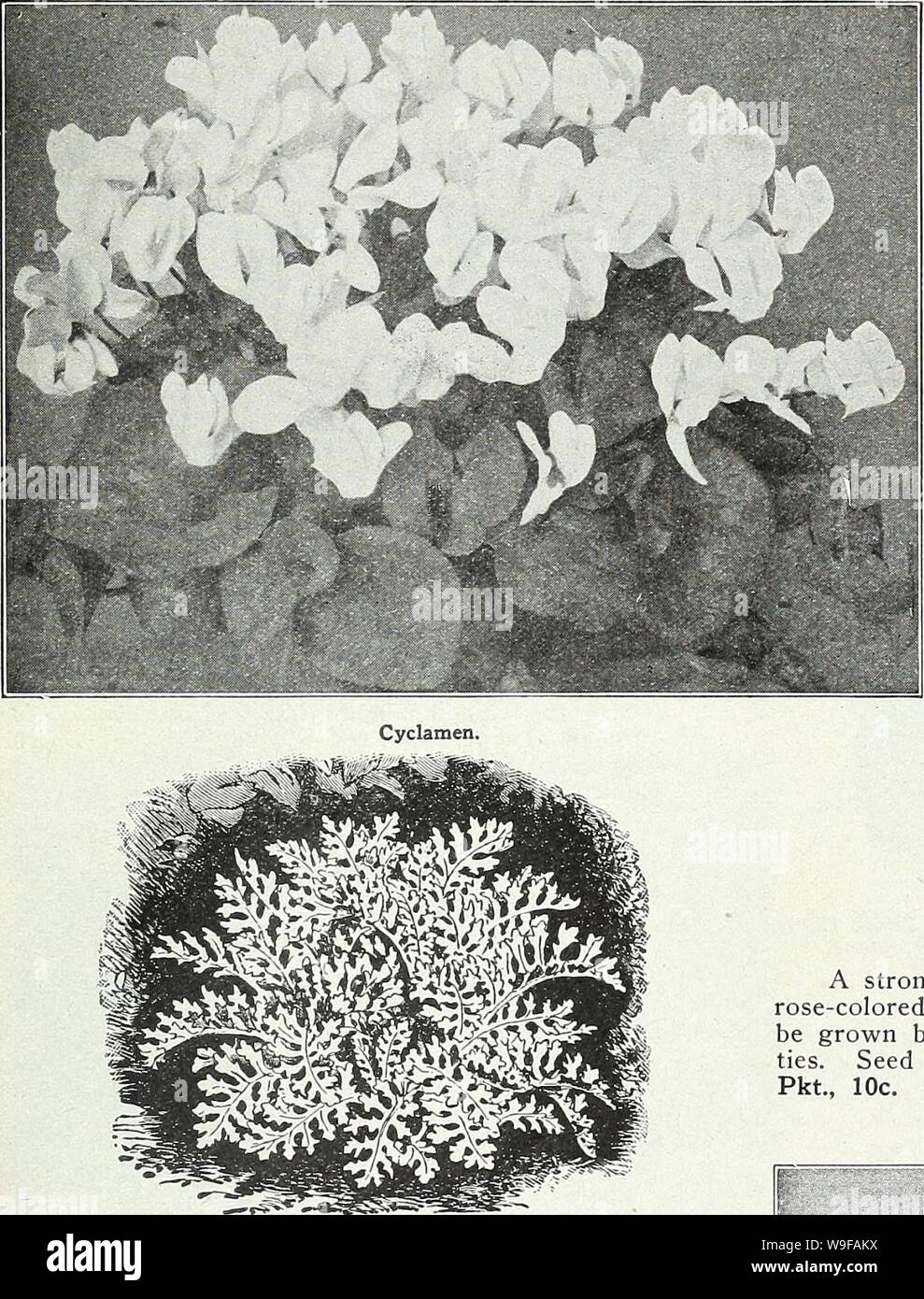 Archivio immagine dalla pagina 26 della Currie del giardino della molla annuale. Currie del giardino : annuale Primavera 1931 56th anno curriesgardenann19curr Anno: 1931 ( CURRIE BROTHERS CO. MILWAUKEE. WISCONSIN CICLAMINO (ALPINE VIOLA) Bella, free-fioritura, piante a bulbo, con grazioso, orchidea-simili a fiori che sbocciano durante i mesi autunnali ed invernali, i fiori colore che va dal bianco al rosso cremisi scuro. Giant Luminoso gigante cremisi rosa scuro Bianco gigante con Crimson occhio gigante rosa pallido gigante bianco puro gigante di color salmone gigante misti più raffinati di una qualsiasi delle suddette, pkt., 25c. 100 semi, $2.00 gigante farfalla o Foto Stock