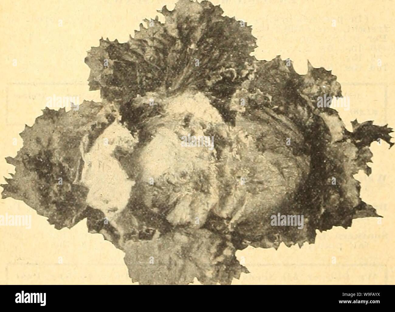 Archivio immagine dalla pagina 27 della Currie's farm e giardino annuale. Currie's farm e giardino : annuale Primavera 1918 xliii anno curriesfarmgarde19curr 1 Anno: 1918 ( Grand rapide) bettnce. La lattuga tedesco, Lattich. Francese, Laitne. La lattuga è di crescita easj e prosperare in qualsiasi ordi- nary suolo di giardino. Seminare sottilmente in righe 1 piedi di distanza, e quando grandi abbastanza sottile fuori le piante in modo da lasciare spazio per la crescita. Per ottenere una buona insalata di tutti attraverso la stagione è necessario effettuare la semina a brevi intervalli, come durante i mesi caldi è atto a diventare amaro ed esegui per seme. Per uso domestico si consiglia di t Foto Stock