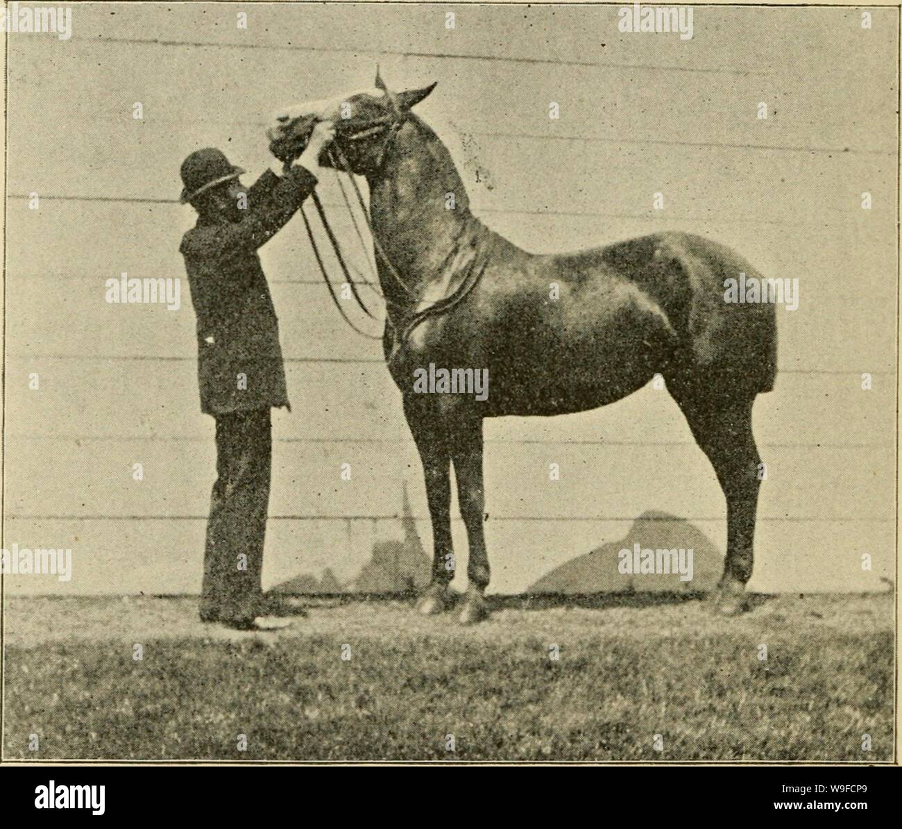 Immagine di archivio da pagina 31 del cordolo, snaffle e sperone . Cordolo, snaffle e sperone : un metodo per la formazione di giovani cavalli per la cavalleria, servizio e per uso generale sotto la sella curbsnafflespurm00EE Anno: 1894 ( 26 cordolo, Siiaffle, aiid sperone. trainer dovrebbe indurre il cavallo a presentare per essere azionato con le staffe lasciate fuori per tutta la lunghezza delle pelli, e penzolante contro i lati, e sopportare il sbattimento dei panni sopra elevazione della testa. qualsiasi parte del suo corpo o le gambe. Mi può dire qui che è difficile dare a questi insegnamenti quando il cavallo è infastidito da mosche e altri insetti, come Foto Stock
