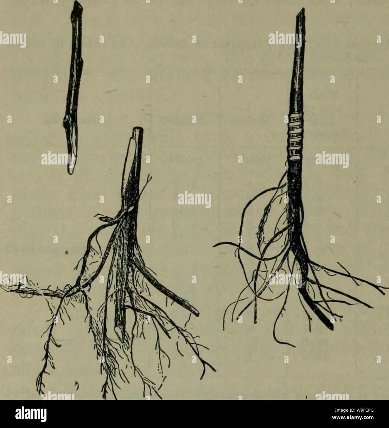 Archivio immagine dalla pagina 31 della coltivazione della mela a. La coltivazione della Apple in Canada con le descrizioni e gli elenchi delle varietà. cultivationofapp55davi Anno: 1925 ( 28 Fig. 16.-Esempio di root-innesto. oefore gli innesti sono piantati, il che è importante. Frustino- o linguetta-innesto è il metodo normalmente impiegati. Come solo il root richiesto è il tronco e i rami sono tagliato e gettato. Come vi è poco ma il vantaggio di utilizzare tutta la radice, può essere divisa in diversi pezzi, molto a seconda delle sue dimensioni. Ogni pezzo deve essere almeno di 4 cm di lunghezza. Un liscio, inclinato u Foto Stock