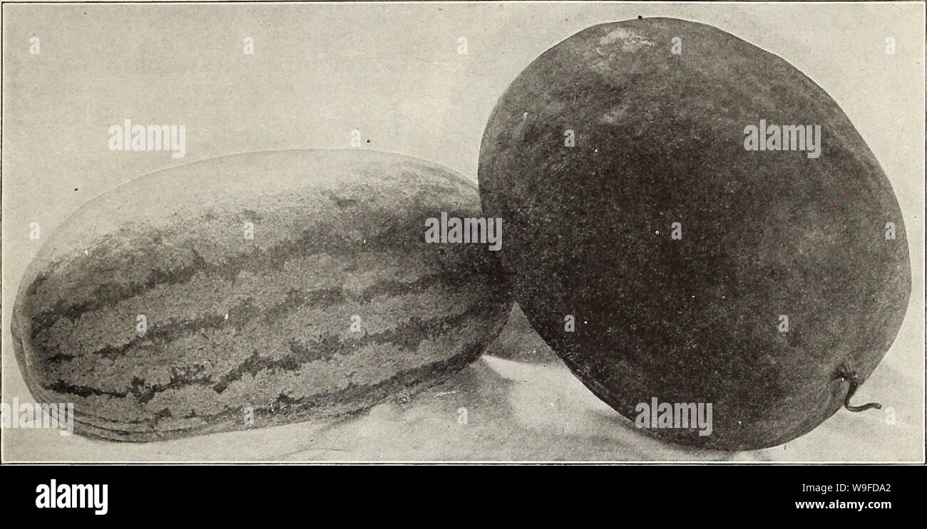 Archivio immagine dalla pagina 32 della Currie's farm e giardino annuale. Currie's farm e giardino : annuale Primavera 1914 curriesfarmgarde19curr 11 Anno: 1914 ( ELENCO OP testato giardino semi per 1914. 27 cocomeri. Tedesco, Wasser-Melone. Franch, melone d'Eau. I cocomeri richiedono una ricca, suolo sabbioso per il migliore sviluppo e fare meglio in calde latitudini. Coltivare la stessa come muschio- melone, eccetto che le colline dovrebbe essere quasi il doppio della distanza tra di loro. 1 oz. a 30 colline; 4 a 5 libbre per acro. GEOKQIA RATTLESNAKE glassa scura. Forniamo tutti i semi offerti in questa pagina per qualsiasi ufficio postale negli Stati Uniti eccetto Foto Stock