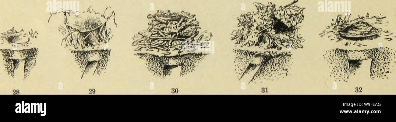 Archivio immagine dalla pagina 35 della American ragni e loro la filatura. Ragni americani e il loro lavoro di filatura. Una storia naturale dell'orbweaving ragni degli Stati Uniti, con particolare riguardo alla loro industria e abitudini CUbiodiversity1121211-9770 Anno: 1889 ( 34 AMERICAN ragni e loro Sl'INNlNGWORK. le differenze. Egli richiama l attenzione sul fatto che Cteniza della porta è costituito da una serie di strati sovrapposti di seta e fango, pari a volte a trenta,1 è spessa, di uguale larghezza e smussate a bordo; mentre Opifex rende una porta sottile composto da un singolo strato di seta e suolo, mu Foto Stock