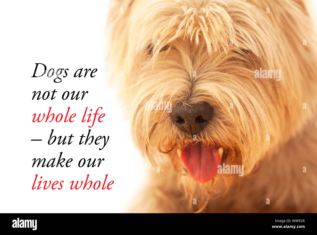 Preventivo di ispirazione circa i cani e gli esseri umani dicendo - i cani non sono tutta la nostra vita, ma essi rendono la nostra vita intera. Con carino West Highland White Terrier d Foto Stock