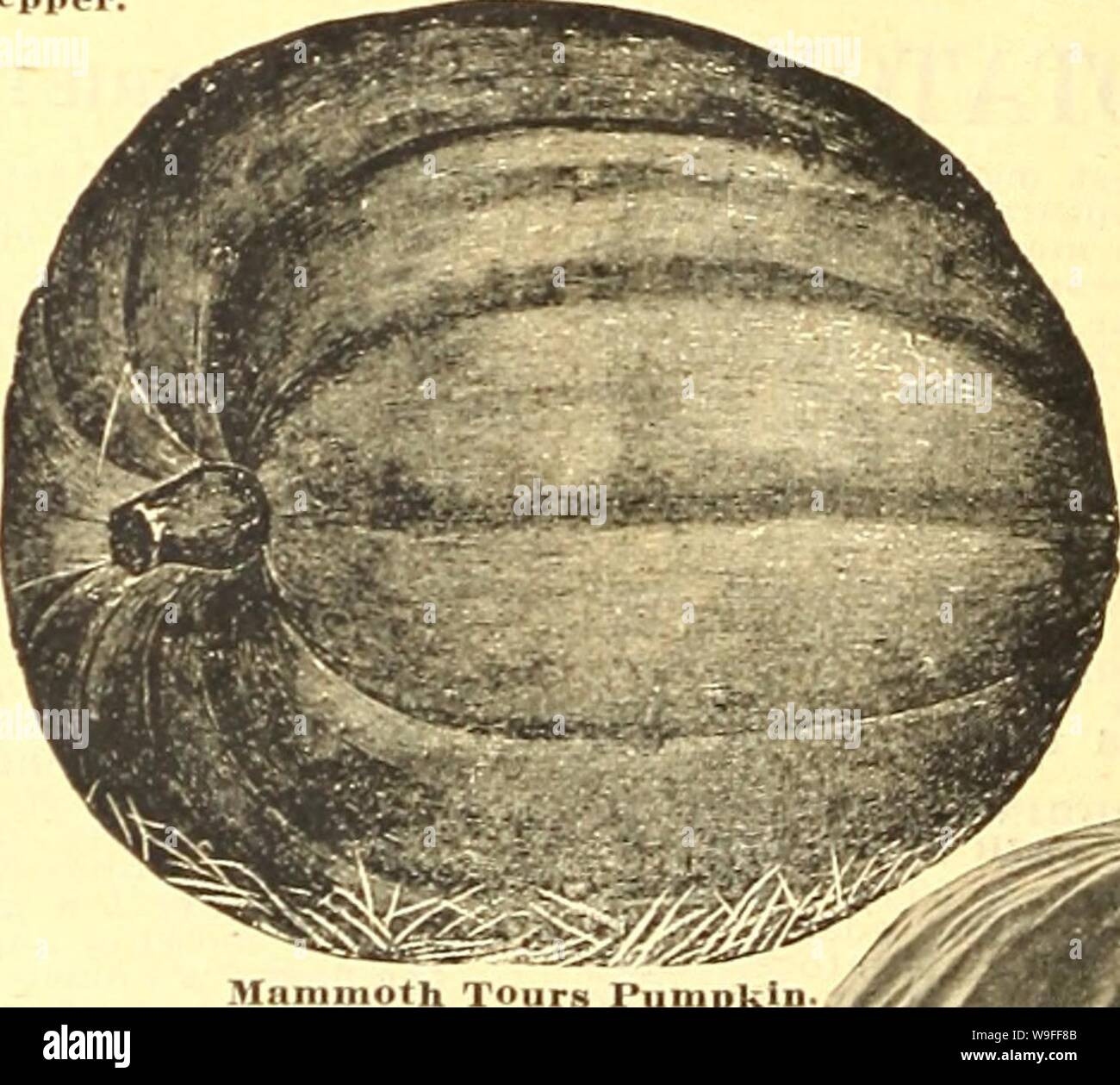 Archivio immagine dalla pagina 37 della Currie's farm e giardino annuale. Currie's farm e giardino : annuale Primavera 1923 48th anno curriesfarmgarde19curr 6 Anno: 1923 ( pepe cinese Pepe Glaot zucca 1 o. a .'M) a 50 colline. 3 a 4 Ib.s. per acro. Quaker torta a forma ovale in, rastremata alle estremità, creamv bianco. Pkt. 5c; oz. 15c; "4 lb. 46c; 1 lb. 11.25. Grandi formaggi, o campo Kentucly- grandi, rotonde, appiattita frutti, molto nervate e buff cremosa di colore; carne giallo e molto profonde. Ottima qualità e molto buona per scopi di inscatolamento. Pkt. 5c; 02. 15c; 14 lb. 25c; 1 lb. 80c. Inizio di zucchero a grana di pino; piccoli Foto Stock