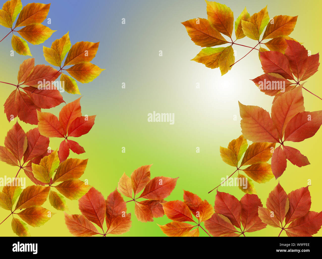 La caduta di foglie di autunno sfondo con colore rosso, arancio, marrone e giallo con il blu del cielo e spazio di copia Foto Stock