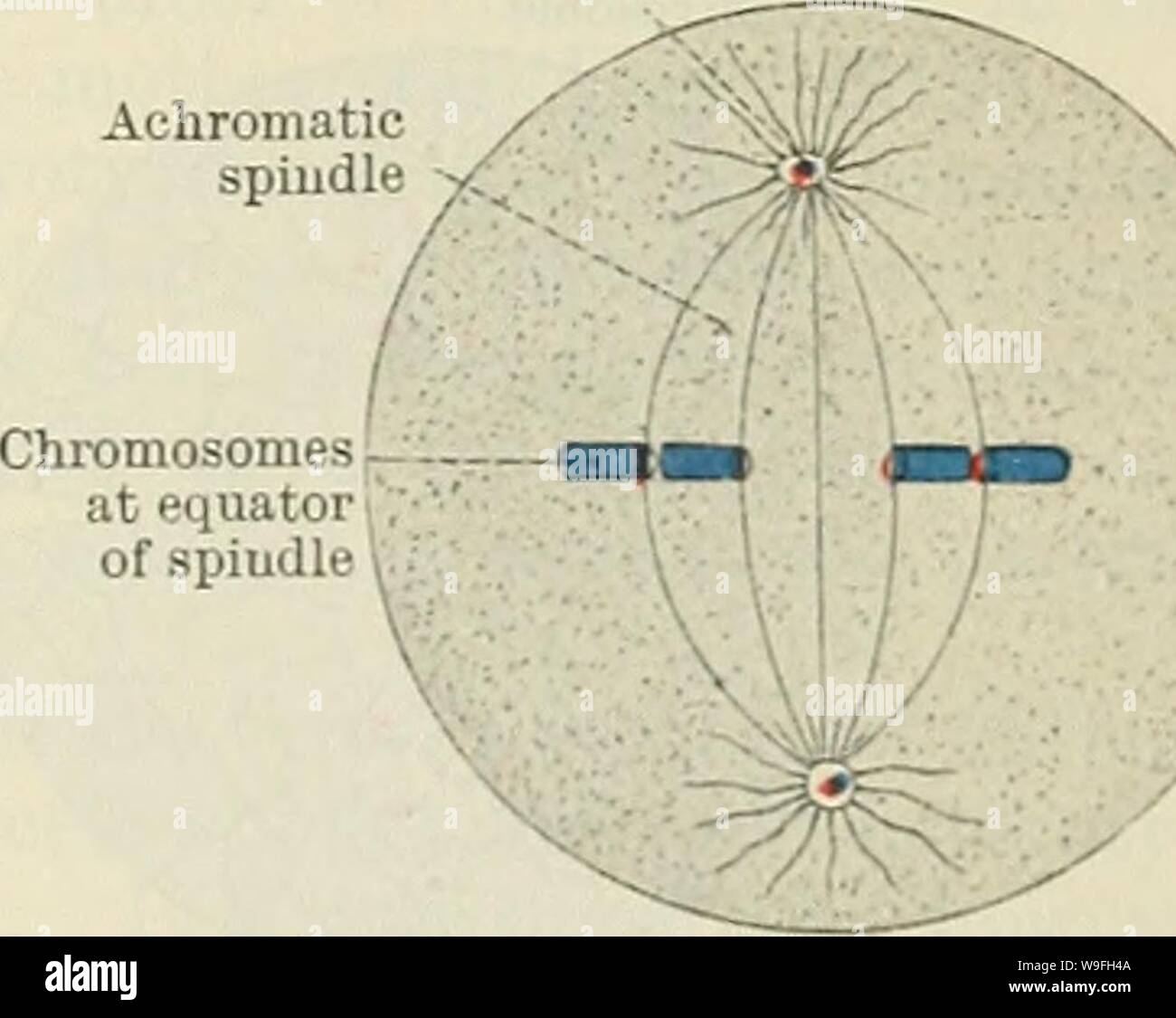 Immagine di archivio da pagina 42 del Cunningham il libro di testo di anatomia (1914). Cunningham il libro di testo di anatomia cunninghamstextb00cunn Anno: 1914 ( nucleo con sostanza cromatica nell' matassa formato Schema della cellula animale en prima parte di Prophase di Homotype mitosi. Figlia centrosome mandrino acromatico Fig. 5.-Schema della cellula animale a com- pletion di Prophase di Homotype .la mitosi. Foto Stock