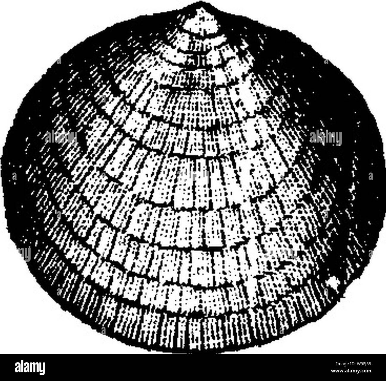 Immagine di archivio da pagina 46 di un dizionario dei fossili Foto Stock