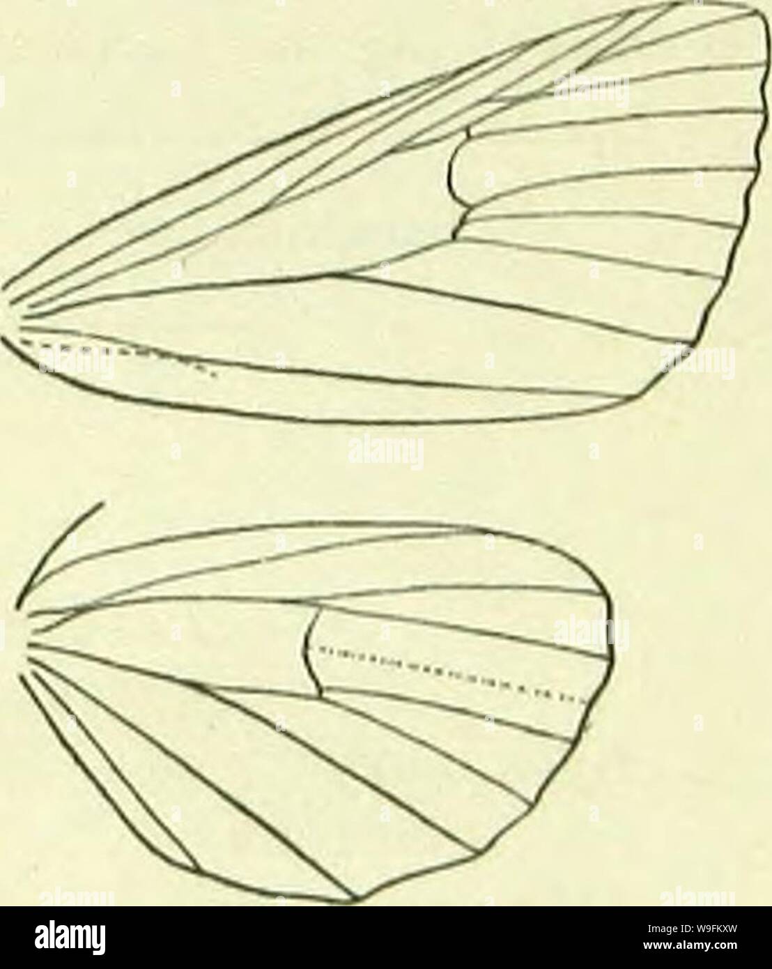 Immagine di archivio da pagina 52 del manuale del British lepidotteri. A Handbook of British lepidoptera CUbiodiversity1126142 Anno: 1895 ( cai.limokpha] ARCTIADAE e S. Europa, W. Asia; 8. Larva violaceo, tubercoli ochreous, peli marrone chiaro ; linea dorsale ampia, ochreous, più scuro-refilato ; spiraoular bianco, irregolare; testa nera: su Myosotis, Urtica, 1'lantayo, ecc.; 9-5. 2. 6. dominula, L. 52-58 mm. Testa e torace blu-nero, con torace dorsale due contrassegni arancioni. Forcwings dark indigo- verde ; un arancio spot dorsale nei pressi di base e due vicino alla costa prima di metà ; uno spot in seguito a disco centrale, due o t Foto Stock