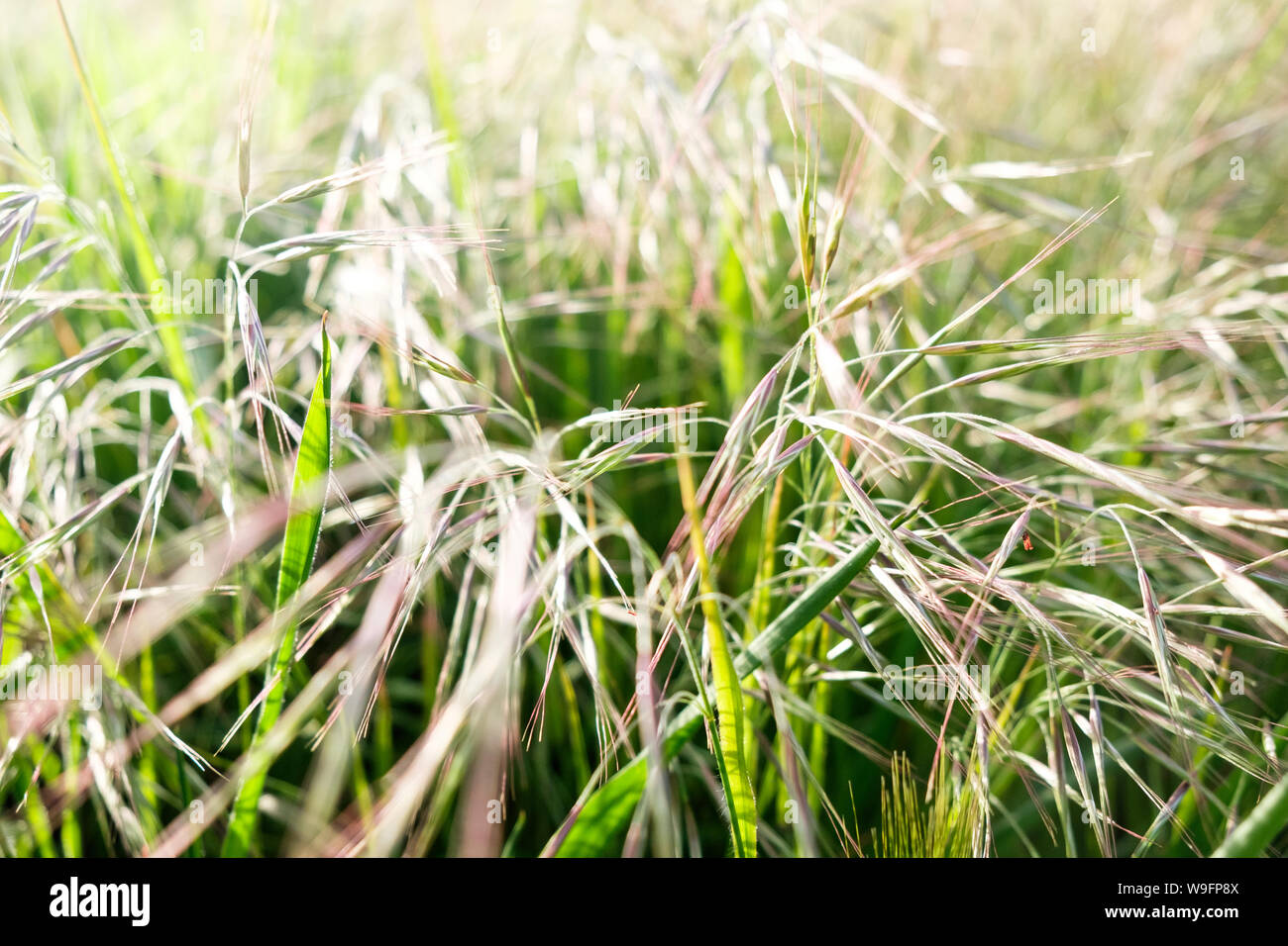 Una vista ravvicinata di erbe e vegetazione a Point Reyes National Seashore in California, Stati Uniti d'America. Foto Stock