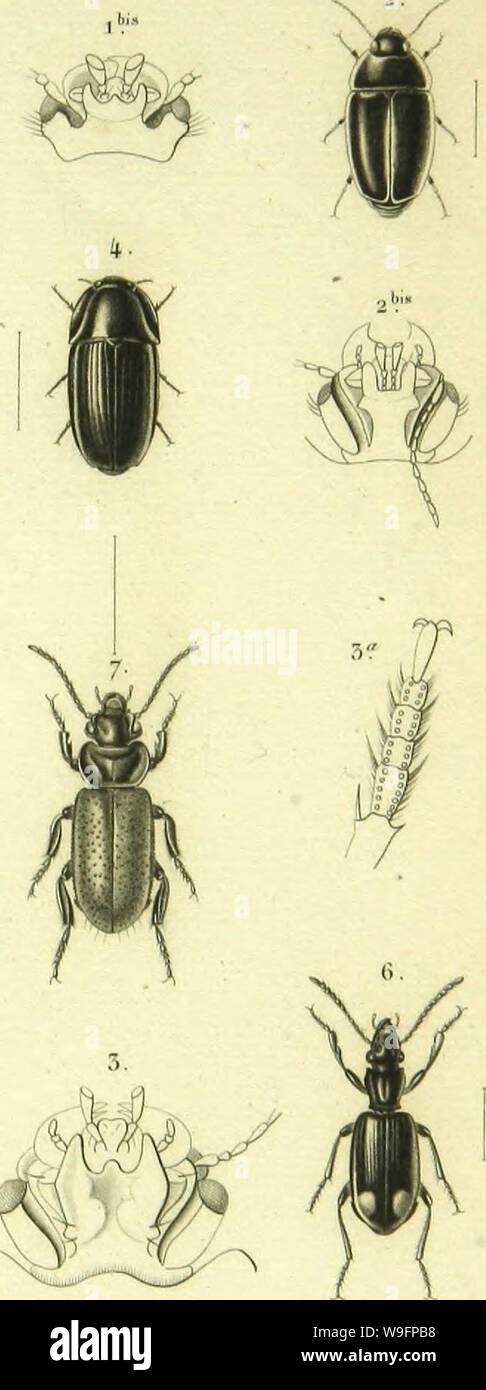 Archivio immagine dalla pagina 60 della Histoire Naturelle des insectes . Histoire Naturelle des insectes : generi des coleopteres, ou esporre methodique et critique de tous les genres propone jusqu'ici dans cet ordre d'insetti CUbiodiversity1128056-9876 Anno: 1854 ( â¢fifilMujFftei.S'pinx. t'ur-Ãif je. 1. Pscil(Jolllorpll,l lÂ"visÂ"nna. Â"ir/.. 5. Mvstropoimis Â"iii)o&lt;i5taliiÂ" t/âim/ "J. S|)lia]lom&LT;)r|ilia nuUirnJiÂ". bWm (5. Tropopsis biffutlnUiÂ" ,i,./&LT;,y 4. Adclolopns dvUÂ"coiiloii.n.y7/. y. l'Iivsca lomciilosu, (â â"/Â"/./ Foto Stock