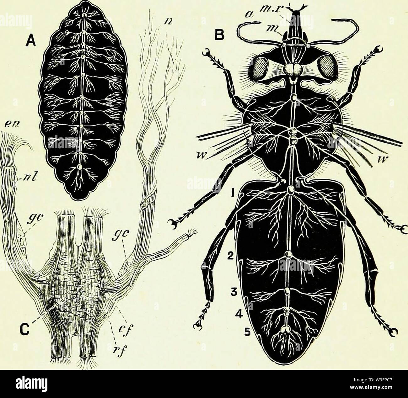 Immagine di archivio da pagina 61 delle api & apicoltura; scientifico e. Api & apicoltura; scientifico e pratico. Un trattato completo sull'anatomia, fisiologia, relazioni floreali e proficua gestione dell'alveare bee CUbiodiversity1154323 Anno: 1886 ( 46 API E APICOLTURA. lato ventrale del corpo, dal ganglio sotto di esso (Fig. 12) invia off due brevi e fasce arcuate (davvero fasci nervosi), chiamato il collare esofagea, che abbraccia l'esofago, il cibo o il passaggio al di sopra della quale la massa anteriore, o CERVELLO, bugie, denominati, in Fig. 11.-un, sistema nervoso di Bee Larva ; B, nervose Sy Foto Stock