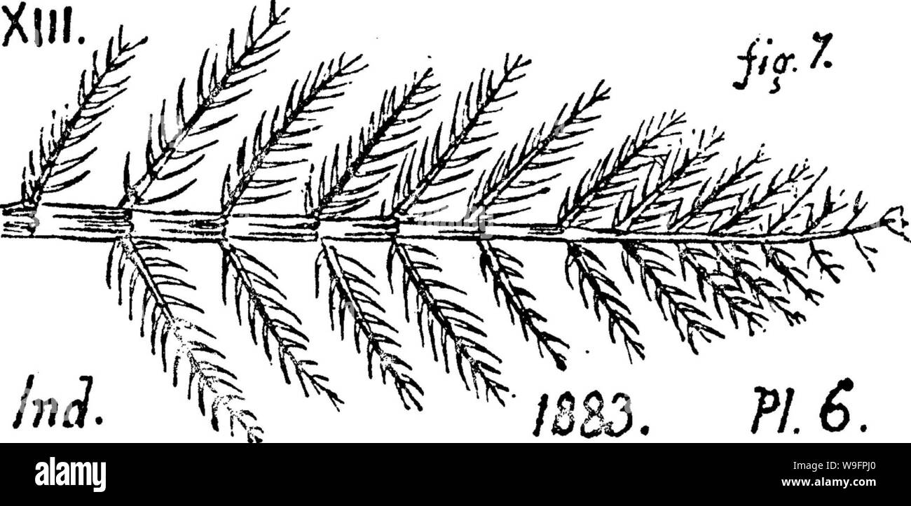 Immagine di archivio da pagina 62 di un dizionario dei fossili Foto Stock
