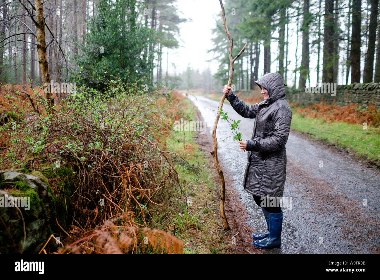 Una donna nel suo anni Sessanta prende una passeggiata in campagna in un giorno di pioggia in Northumberland, Inghilterra in inverno. Foto Stock